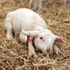 GAMBREL sheep restrainer red small 19½cm x 11cm